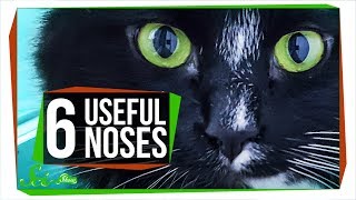 6 Animal Noses That Outsniff Dogs [upl. by Silden]