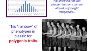 Bio 86 Non Mendelian Genetics  Multiple Alleles amp Polygenic Traits [upl. by Volnak]