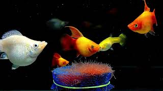 Guppies mollyfish  Platy fish amp Swordtail fish eating food from worm trap fish fishing [upl. by Rosenberg]