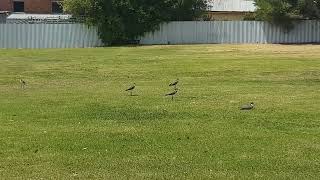 Masked lapwings Vanellus miles birds [upl. by Bain]