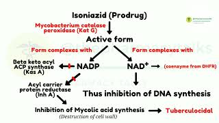 Isoniazid and its Mechanism of Action [upl. by Drews]