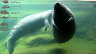 Mating Manatees [upl. by Halehs]