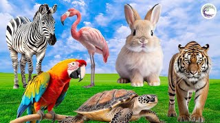 Love Life Horse Parrot Rabbit Phoenicopterus Tiger Turtle  Animal Sounds [upl. by Yoral]