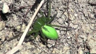 Araignée VerteMicrommata virescens [upl. by Koeppel]