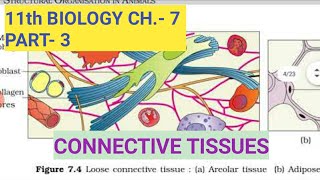 Class 11 BiologyCh7 Part3Connective tissueStudy with Farru [upl. by Erdied465]