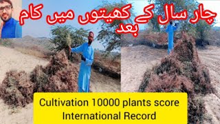 Blochestan  crop cultivation  vlog  Forest amp hills Area sindhpakistan [upl. by Fonsie212]