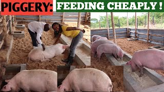 How To Feed PIGS At A Low COST  Cheap Feeds When To DEWORM PIGS [upl. by Tomkin]