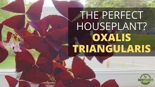 Oxalis Triangularis Houseplant Care Purple Shamrock  This Easy Care Indoor Plant Has Everything [upl. by Elenaj213]