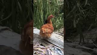 Baby chickens youtubeshorts [upl. by Perkins725]