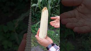 🐛Daño por gusano en el maíz🌽 maiz elotes [upl. by Florella]