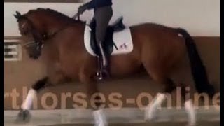 wwwsporthorsesonlinecom 2009 Hanoverian Dressage horse  Hannoveraner Dressurpferd SOLD [upl. by Sillad311]