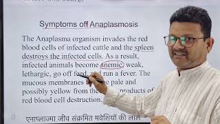 Blood protozoan l Anaplasmosis l dr Umar khan [upl. by Ainahtan898]