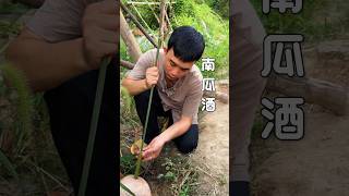 Traditional pumpkin wine making 传统制作南瓜酒 shorts traditional rurallife [upl. by Osicran936]