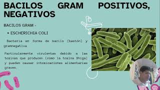 BACILOS GRAM POSITIVOS NEGATIVOS [upl. by Ecreip]