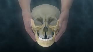 Lyons Institute  Craniosacral Biodynamics TMJ  Mandible Hold [upl. by Ahsiniuq]