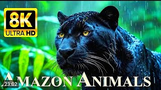 ANIMALS OF AMAZON RAINFOREST 8K Ultra HD – Jungle Wildlife and Sounds [upl. by Neelrahs]