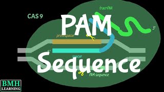 PAM Sequence  PAM Sequence Gor CRISPR  PAM Seq  Protospacer Adjacent Motif [upl. by Ellekram]