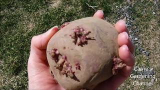 how to plant potatoes how to plant potatoes in Pa  what to do with seed potatoes [upl. by Schlosser]