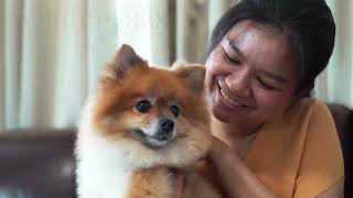 Adorable Moments with Pomeranians in the Family [upl. by Barrie830]