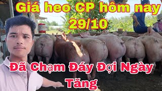 Phòng Dịch Tả Châu Phi Như Thế Nào Cho An Toàn Hiệu Quảnongtraihoakieu [upl. by Kremer]