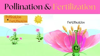 Pollination amp Fertilization for Kids  Pollination amp Fertilisation Explained [upl. by Euton914]