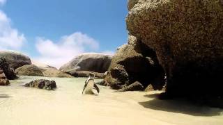 Swimming with Penguins at Boulders Beach  Cape Town [upl. by Eilegna]