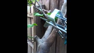 Bosch Keo LiIon Pruning Saw [upl. by Armalda682]