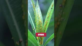 Aphids Infesting Your Garden Try Supreme IT A Repelling Insecticide [upl. by Eicyac805]