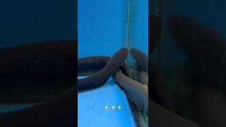 ELECTRIC EELS FROM THE GENUS ELECTROPHORUS [upl. by Ateval422]