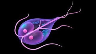 Giardia intestinalis ampProtozoa اسهل طريقة لشرح الجيارديا [upl. by Kurtis]