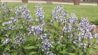 Blue Star  AMSONIA STORM CLOUD  wwwgardencrossingscom [upl. by Hocker392]