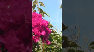 Nice Fleur bougainvillier Soleil Palmier nature music [upl. by Candy]