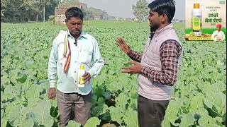 IFFCO NENO DAPNENO DAPagricultureNeno DAP Result CAULIFLOWER  Farming youtub krishi Agritech [upl. by Etra]