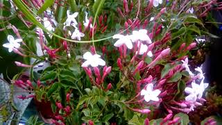 Pink Jasmine in bloom  Jasminum polyanthum [upl. by Maryl]