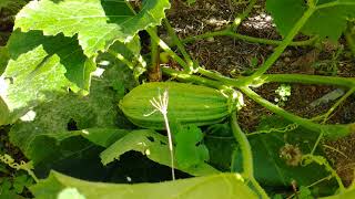 PIED DE COURGE ULTRA RENTABLE  JARDIN BIO FACILE [upl. by Nnayllek]