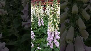 Beautiful Foxglove Flowers shortvideo beautiful foxglove flowers [upl. by Dumah]