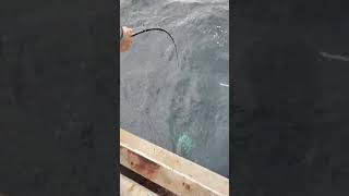 two Mike deckhands help land a guys yellowfin [upl. by Eirased]