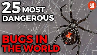 25 Most Dangerous Bugs In The World [upl. by Inalak725]