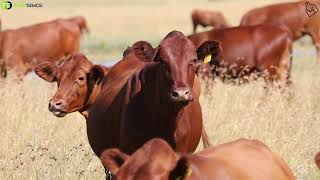 On February 16th 1200 Bonsmara cattle will be sold at auction by Andre Kock amp Seuns in Kroonstad [upl. by Miru]