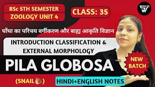 IntroductionClassification amp Morphology of Pila Globosa Mollusca to HemichordataBSc 5th Sem [upl. by Nnanaej948]