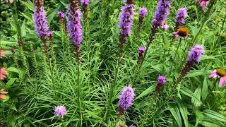 Liatris [upl. by Constantino]