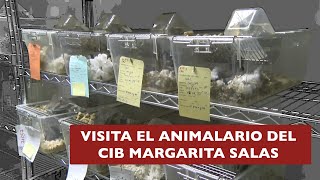 Bienvenidoa al animalario del CIB Margarita Salas [upl. by Averil]