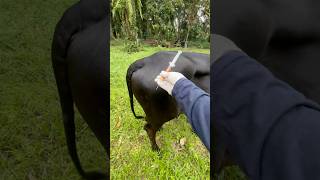 cows reaction when vitamin injection is given cow animals shorts [upl. by Aiyt]