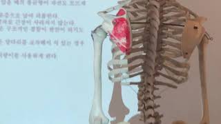 44소둔근이론 1강초급과정 근신경통증조절학회 누구나쉽게보는근육학 강의 교재 근육학교실 mps 근막통증증후군 근육학 [upl. by Nivre]