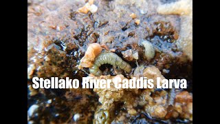 Stellako River Caddis Larva [upl. by Nosnorb643]