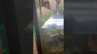 Satisfying algae scraping chill aquarium pets fyp [upl. by Nawd791]