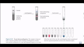 Zonal ultracentrifugation [upl. by Nishom]