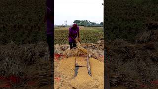 Traditional Paddy Threshing by Beating shorts [upl. by Ribaj288]