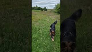 THE RUNNING MAN VS GERMAN SHEPHARD DOG germanshepherd running scotland [upl. by Ynots]