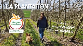 Tuto  La plantation des pommiers  Dans les vergers avec Victoria [upl. by Arivle]